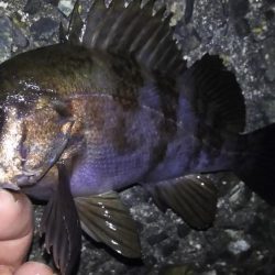 時合は突然に！