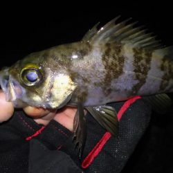 忍耐メバリング！