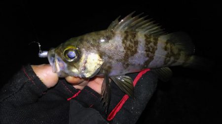 忍耐メバリング！