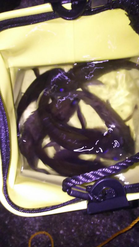 スーパーブルーブラッドムーン メバリング