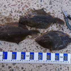 初釣り、カレイ釣り