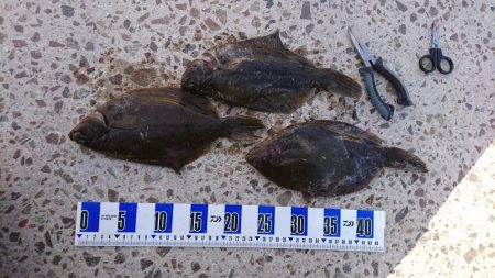 初釣り、カレイ釣り