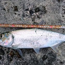 今年の初物釣れました❗ターポンです。