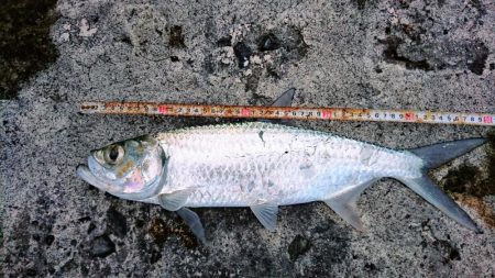 今年の初物釣れました❗ターポンです。