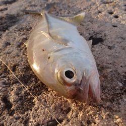 暴風の夕マズメにオニヒラアジ メタルマルでも釣れた