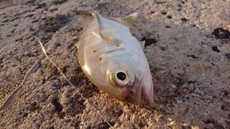 暴風の夕マズメにオニヒラアジ メタルマルでも釣れた