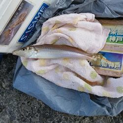 播磨新島赤灯台波止でキス狙い