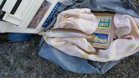 播磨新島赤灯台波止でキス狙い