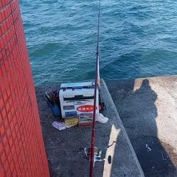 まだ釣れる播磨新島のキス