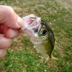 西表島でメアジが釣れました。