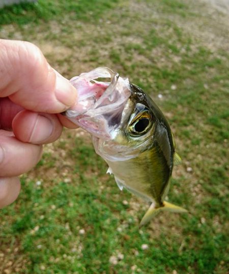 西表島でメアジが釣れました。