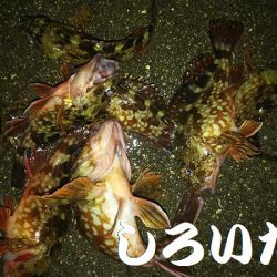 今年２回目の釣りはチビガッシー祭り！