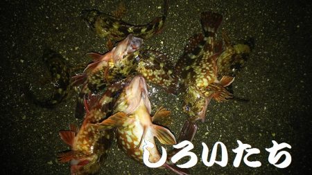 今年２回目の釣りはチビガッシー祭り！