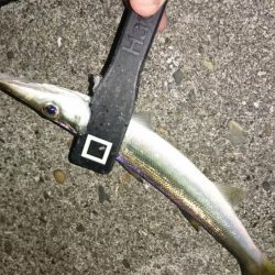 年越しアジング遠征