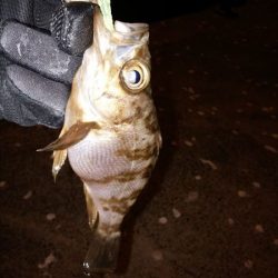 アジの入れ食い堪能