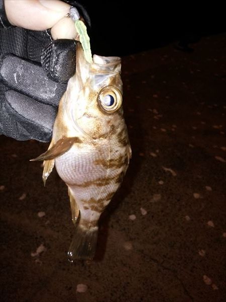 アジの入れ食い堪能