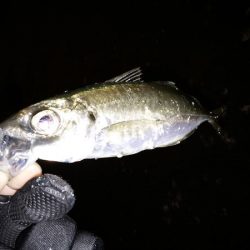 沼島のライトゲーム2日目