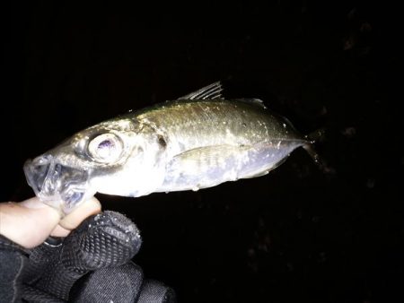 沼島のライトゲーム2日目