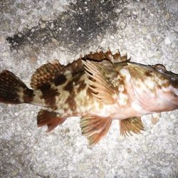 良型ガッシー登場