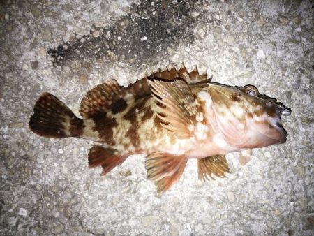 良型ガッシー登場