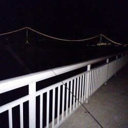 またシーバスが邪魔を…