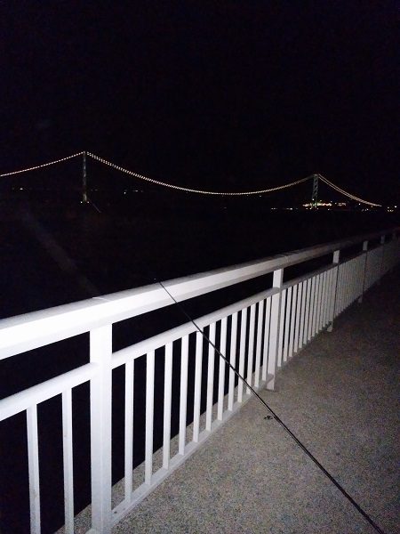 またシーバスが邪魔を…