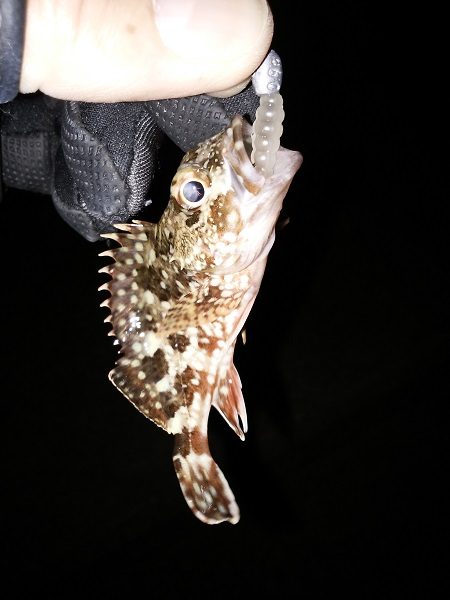 久しぶりの暖かい夜