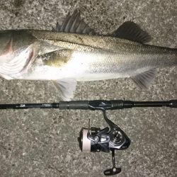 シーバスキャッチ