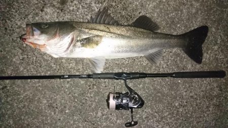 シーバスキャッチ