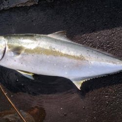 福岡の釣り　カンパリ投稿オススメ情報　2017福岡