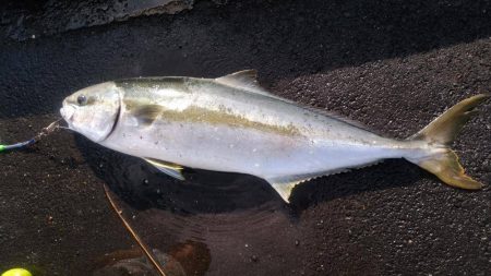 福岡の釣り　カンパリ投稿オススメ情報　2017福岡