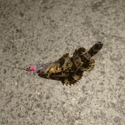 サイズが小さい