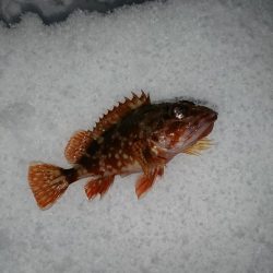 ヤリイカ狙いで……