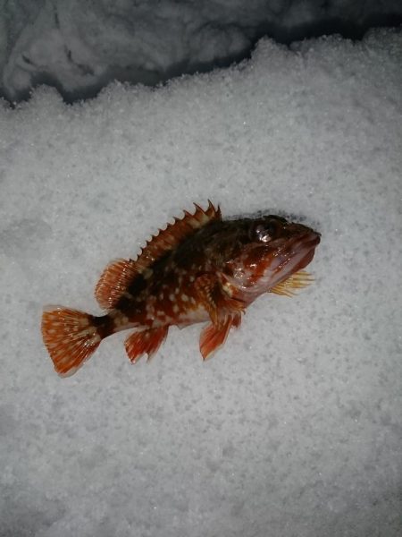 ヤリイカ狙いで……