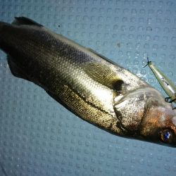 ボートシーバス