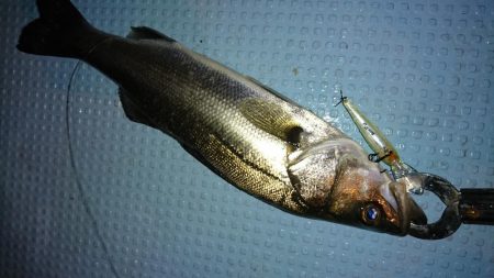 ボートシーバス