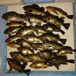 ボートメバリング