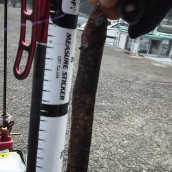 ギンポング！？