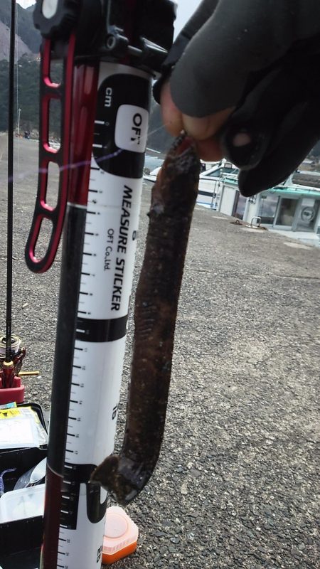 ギンポング！？