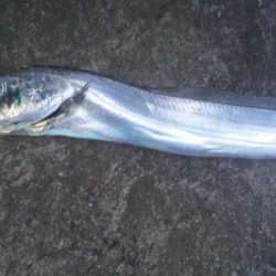 電気ウキが～～