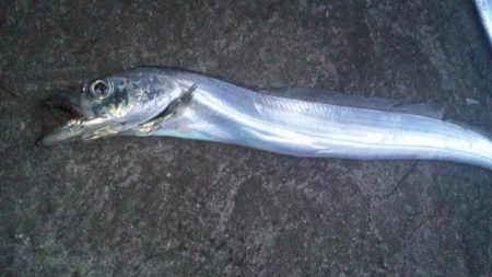 電気ウキが～～