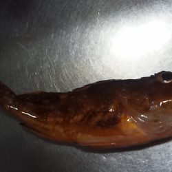 釣り始め鯛ラバ