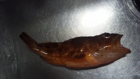 釣り始め鯛ラバ