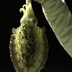 今夜もコウイカ