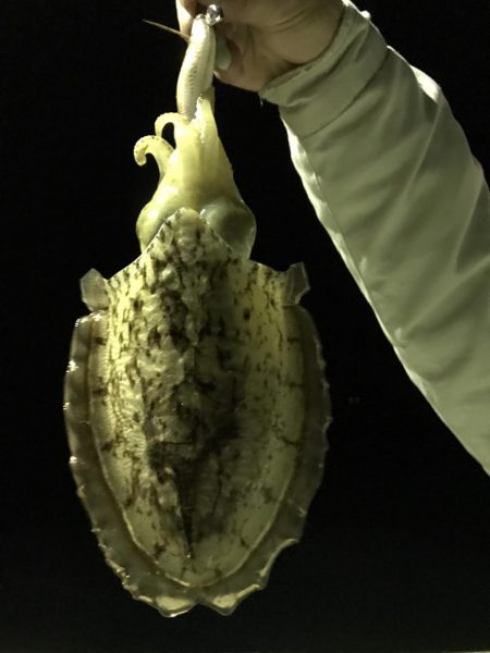 今夜もコウイカ