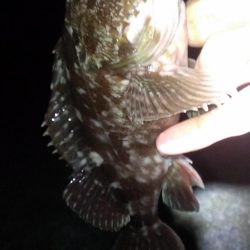 初釣りもガシラ調査