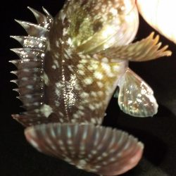 ボウズ逃れの１匹