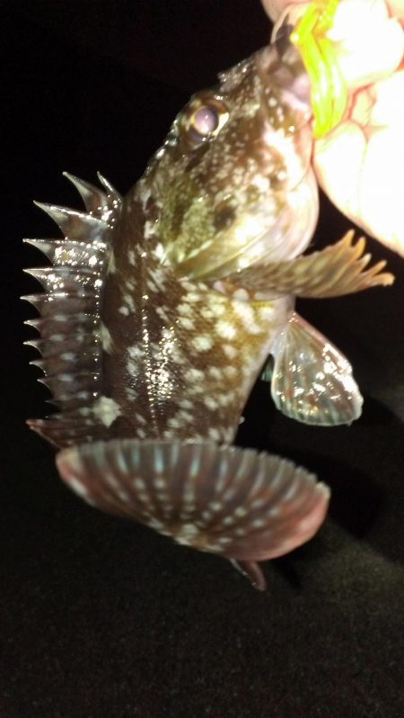 ボウズ逃れの１匹