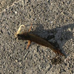 ニュータックルで初釣り。