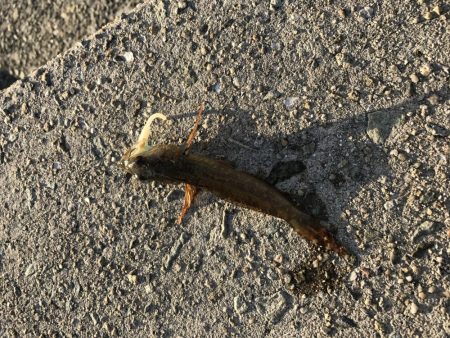 ニュータックルで初釣り。